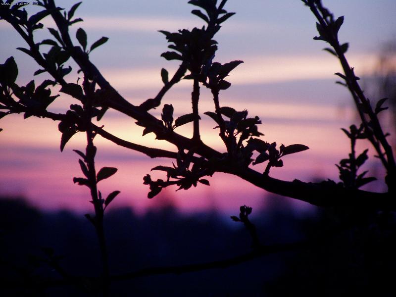 Foto: Usínání slunce-západ slunce přes rozkvetlou jabloň
