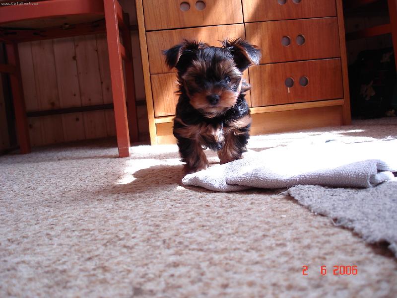 Foto: bacha ,kou�u ,trh�m.