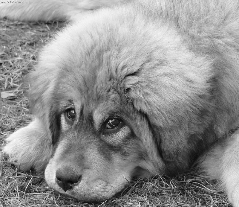 Foto: D�akynka-3 m�s�ce