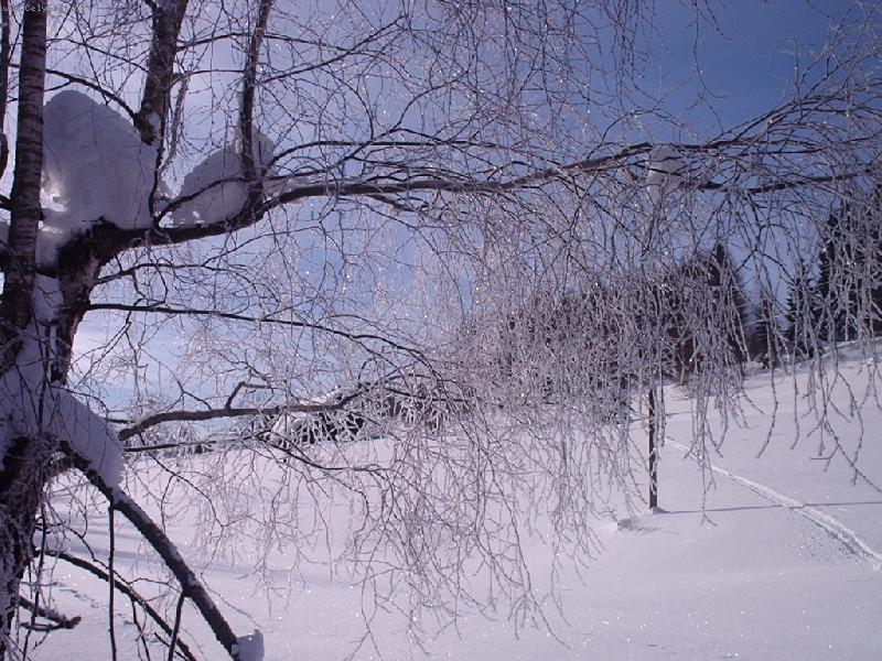 Foto: Strom v zimě