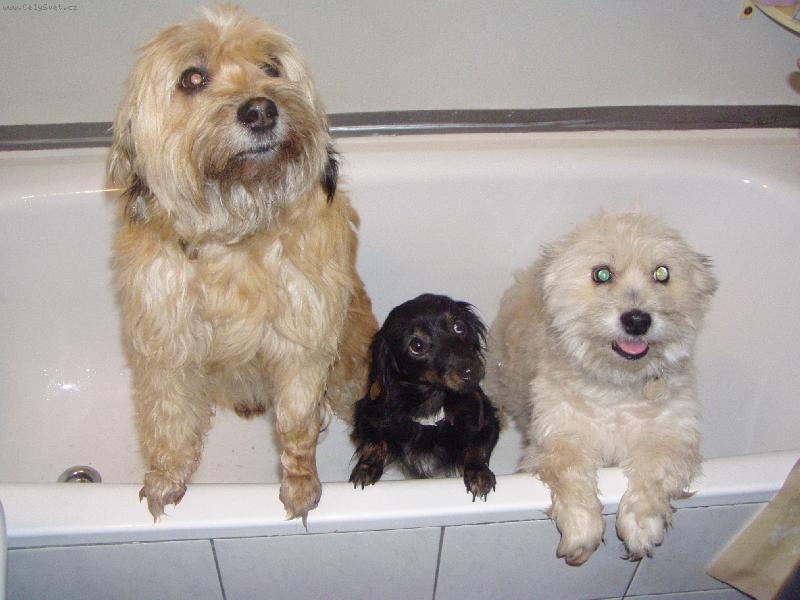 Foto: T�i d�my ve van�!!!-Takhle mi to d�l�me, ne jako vy lidi!!!