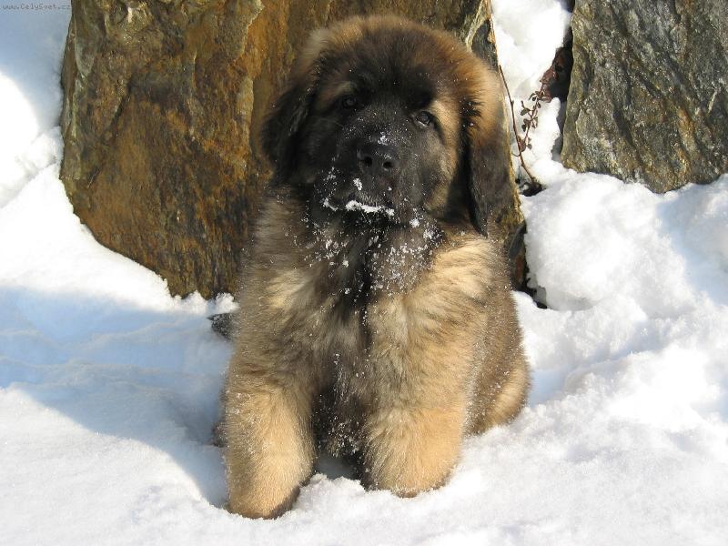 Foto: CARLOS-Kdy� byla zima a byl jsem mal�