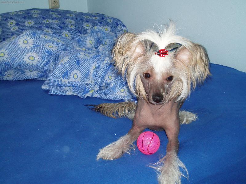 Foto: Pane, poj�te si hr�t