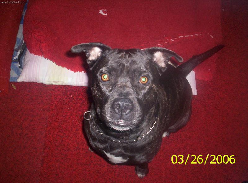 Foto: nejlep�� hl�da�-mal� ale �ikovn�