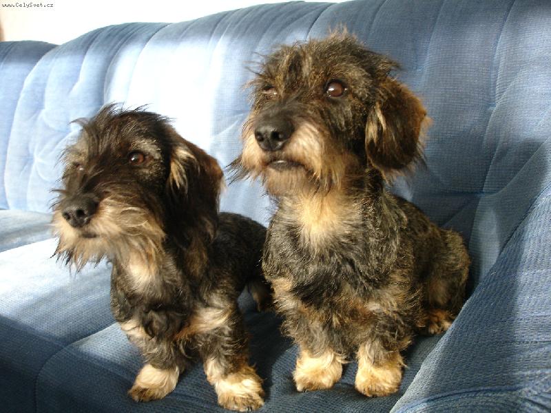 Foto: Meggy a Bar�a-Na�e gau�ov� hol�i�ky