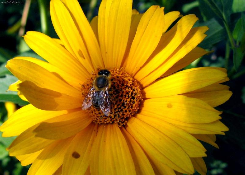 Foto: včela na květu