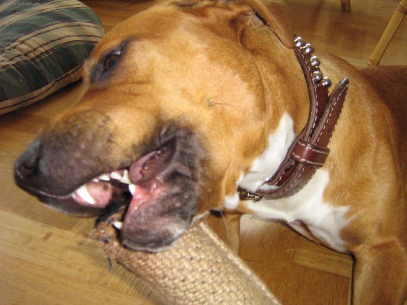 Foto: Takhle j� si hraju-N� pejsek Argo s obl�ben�m pe�kem