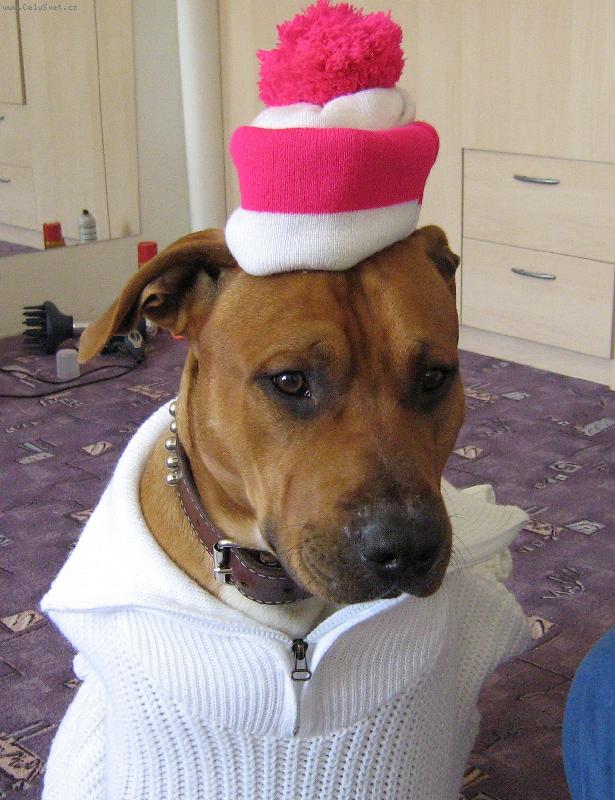 Foto: Vyr��me na hory-Ani pejskovi nesm� b�t v zim� zima