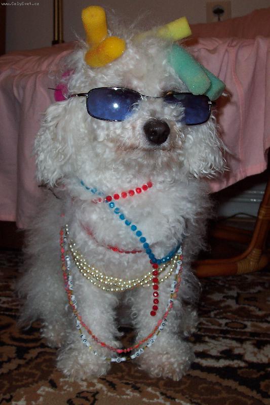 Foto: konick� payboy-tak tohle je n� pl�zniv� pes