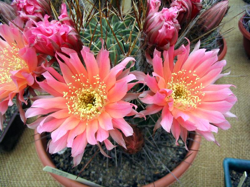 Foto: Květ kaktusu