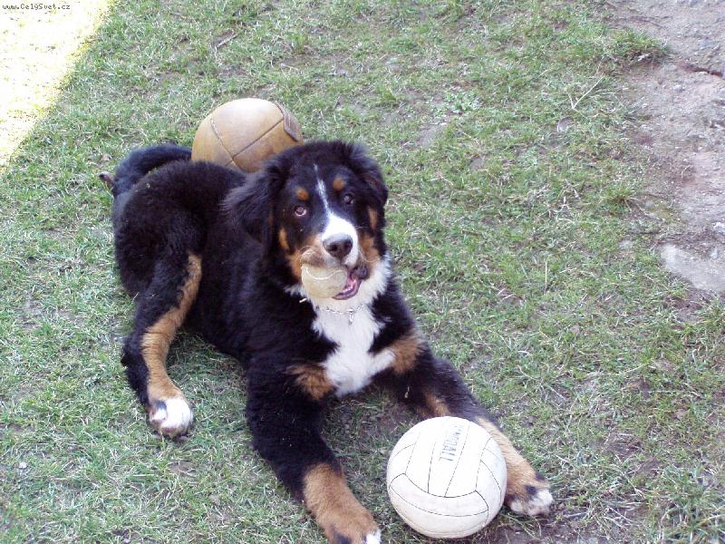 Foto: připraven na fotbalové mistrovství-štěně berry při hře