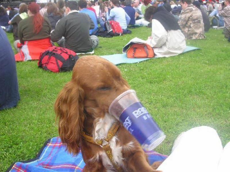 Foto: ��ze� je velik�-I pes m� r�d pivo