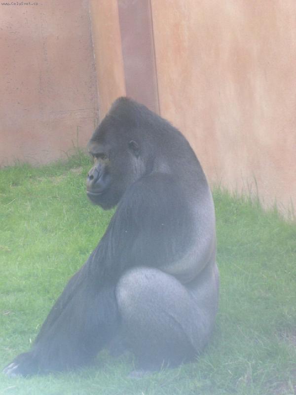 Foto: Gorilák-smutné zajetí