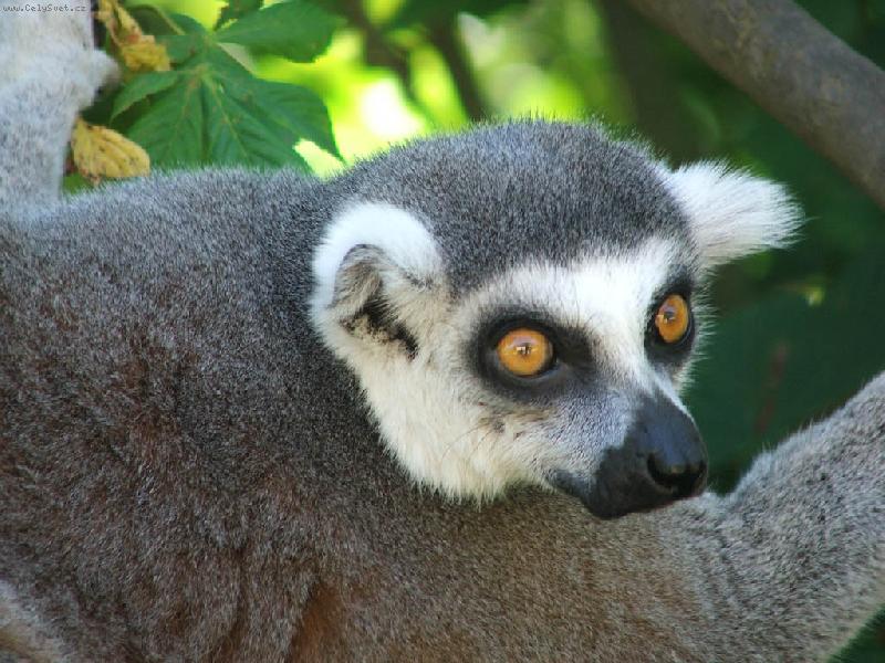 Foto: Lemur