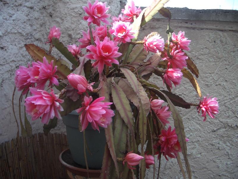 Foto: Kvet kaktusu