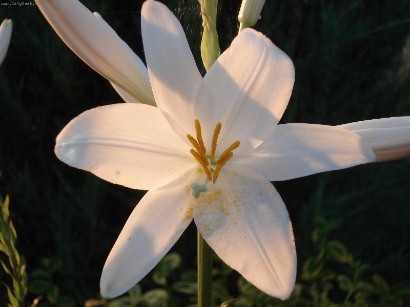 Foto: Lilie-krása květu z blízka