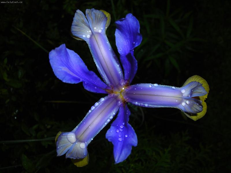 Foto: Modrá hvězdička za rosy