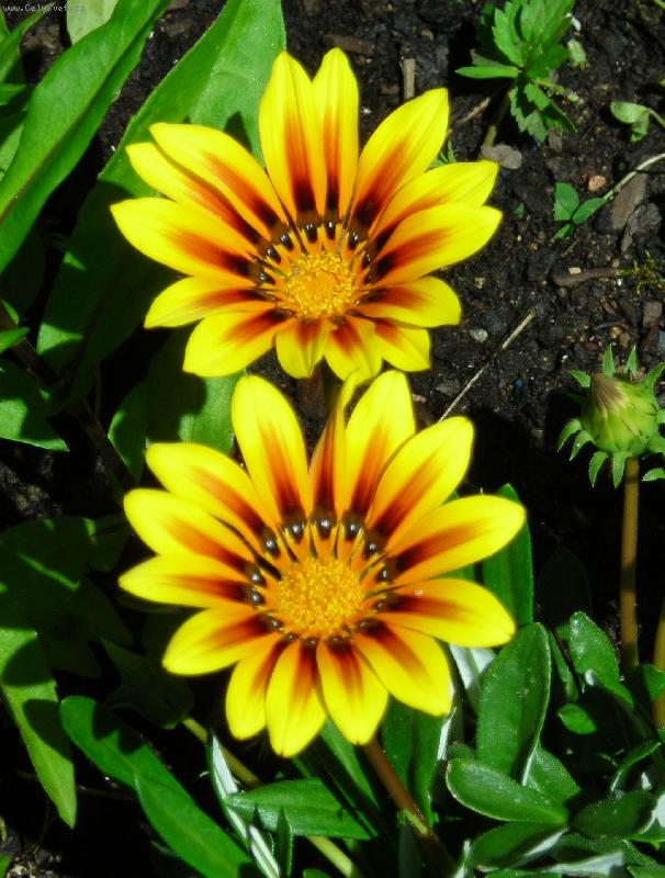 Foto: Gaz�nie-Dv� slun��ka