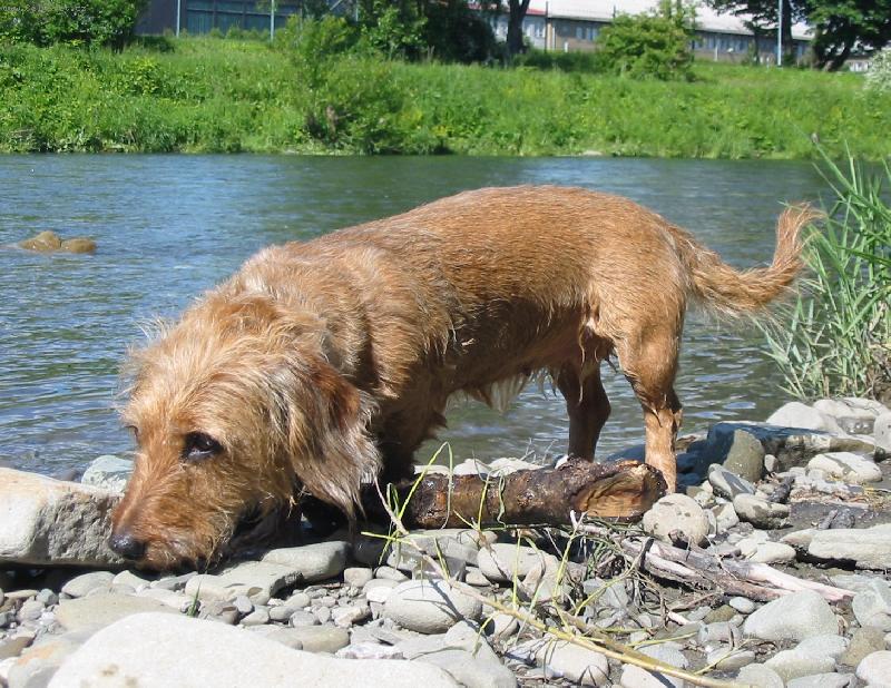 Foto: Kettynka-Na b�ehu Ostravice