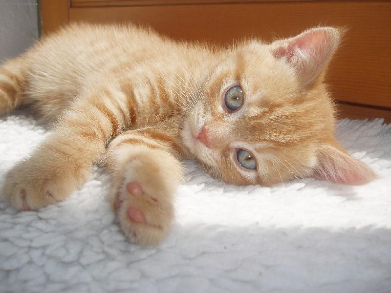 Foto: Něžná malá Orianna-Kočička Orianna z vrhu O May blobs