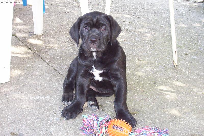 Foto: Keysi-cane corso
