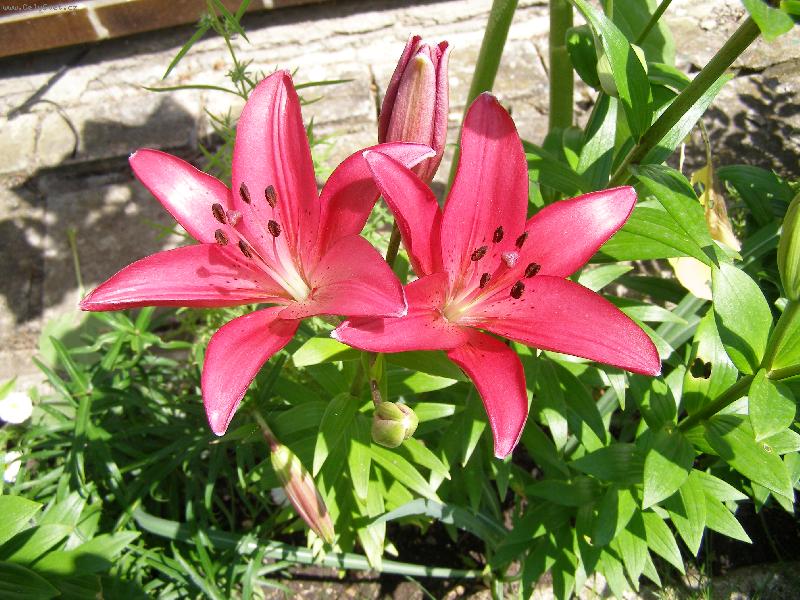 Foto: P�ekvapen�-M�la b�t sn�hob�l�....