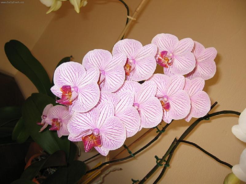 Foto: VODOP�D...-phalenopsis