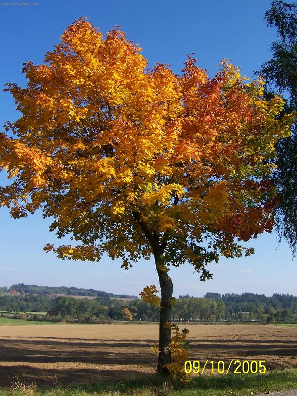 Foto: Podzimní barvy-Javor na podzim