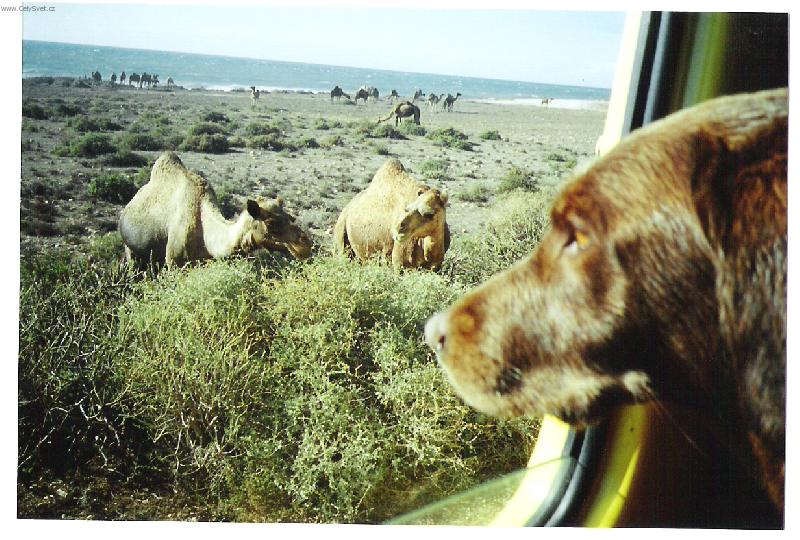 Foto: Wendy v rodn�m Maroku