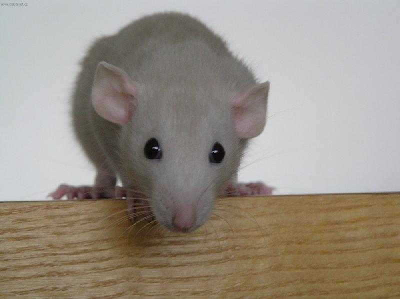 Foto: Potkaní modelka-Ostatní