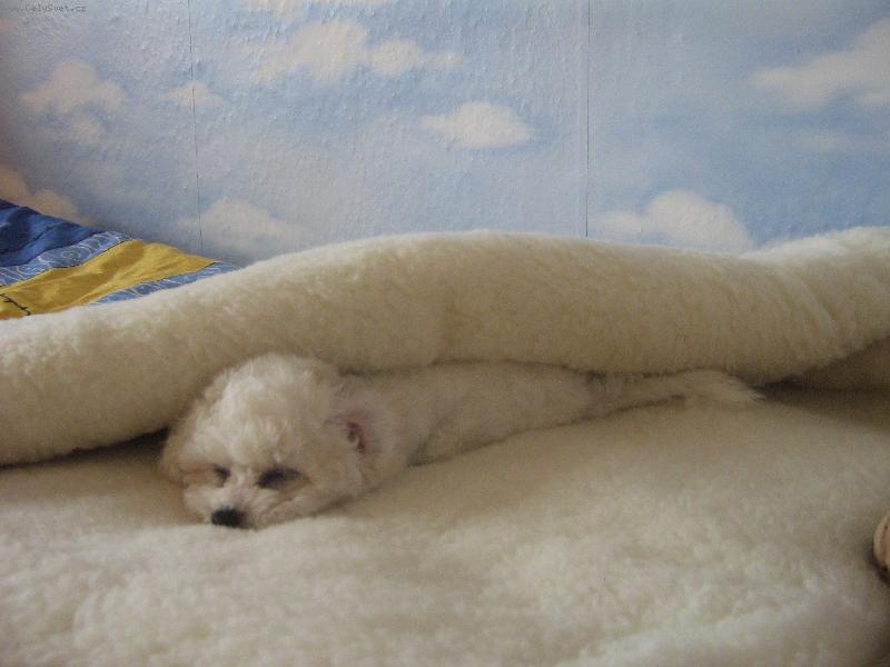 Foto: V ber�n��m rou�e-V posteli se sp� stejn� nejl�p