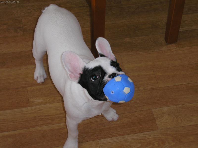 Foto: M��ek je fajn