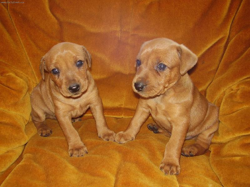 Foto: roztomil� haf�nci