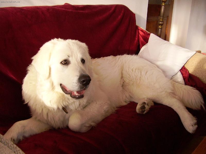 Foto: Benny-odpoledn� siesta