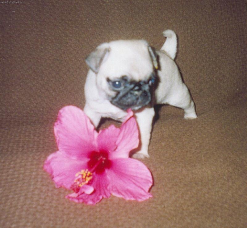 Foto: P��roda v rozkv�tu-Vanilka a Ibi�ek