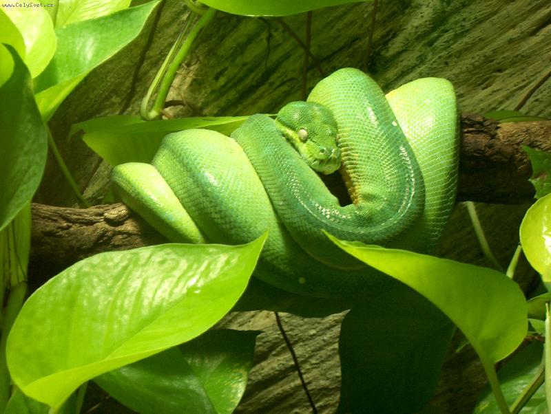 Foto: Krajta zelen�