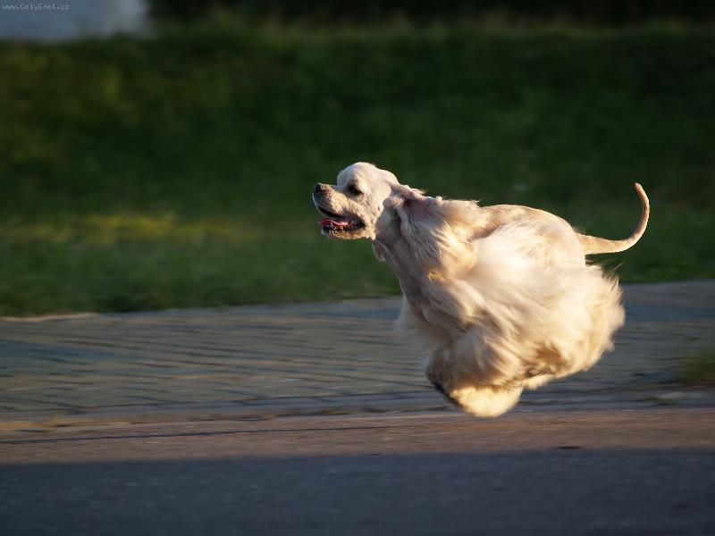 Foto: Nitro-Kdy� se narodil dostal ofici�ln� jm�no FAST 'N FURIOUS