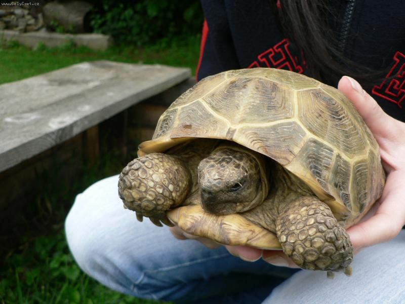 Foto: �elva �ofka-Je mi 12 let.