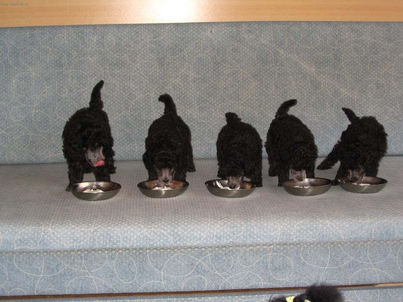 Foto: To je ale ba�ta!!! M�am-6t�denn� �t��ata trpasli��ho pudla