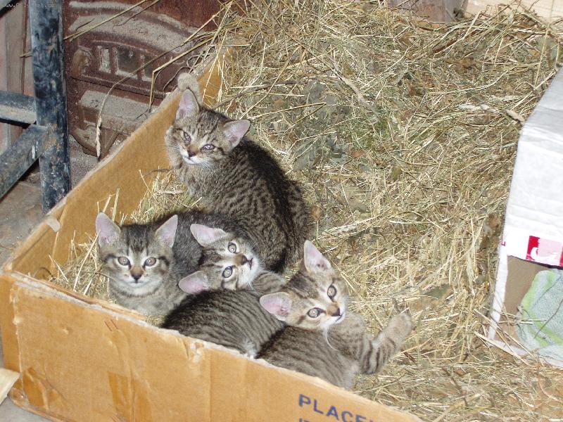 Foto: Přistěhovalci-3 kočičky a kocourek