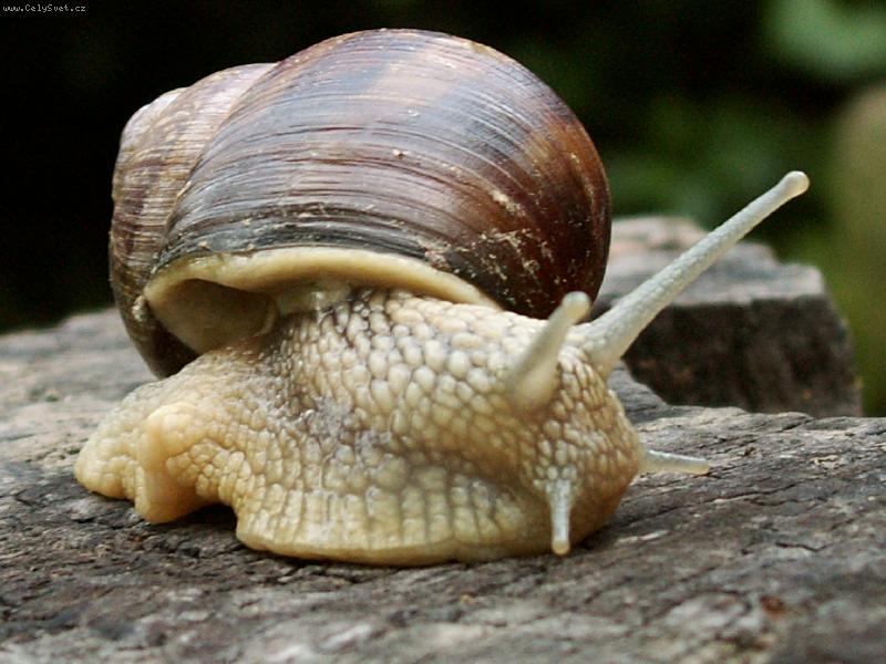 Foto: Fe��k 8-)-�ne�ku �ne�ku vystr� r��ky, dokud dr�im v ruce n��ky ...