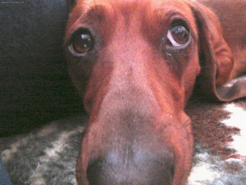 Foto: N� Bro�ek-neodolateln� ps� kuku�...