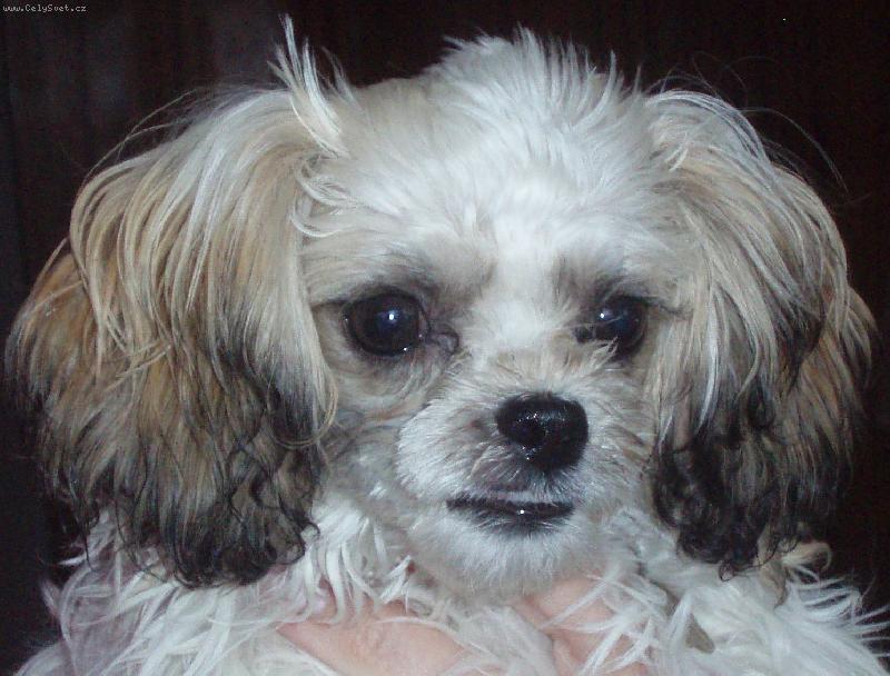 Foto: �sm�v-Z�hadn� jako Mona Lisa