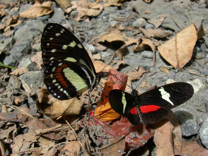 Fotosoutěž: Setkání motýlů-motýli z přírodní rezervace Otun Quimbaya