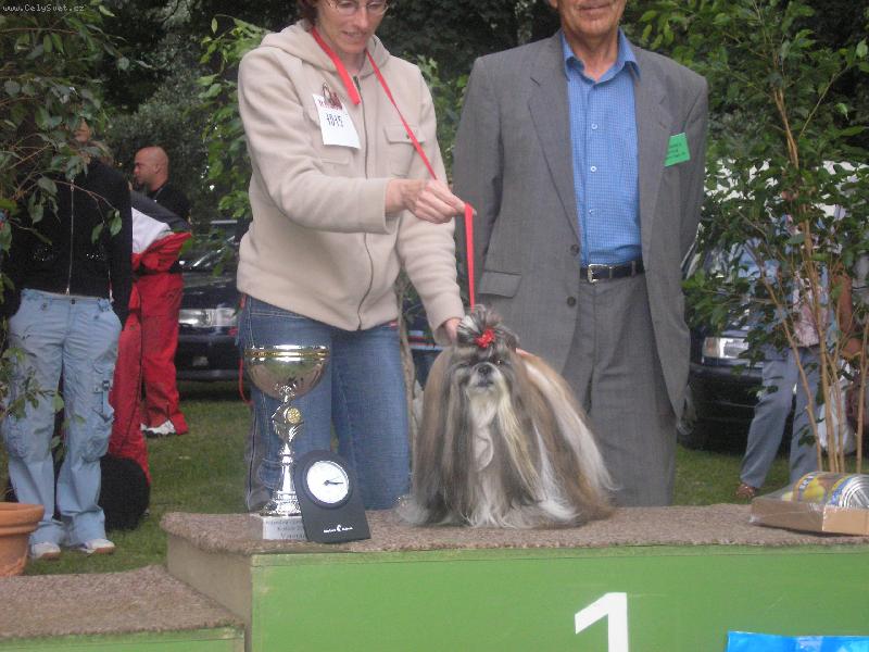 Foto: SHIH-TZU CH.JERON ATREI-M�j �ampi�n na v�stave :-)))