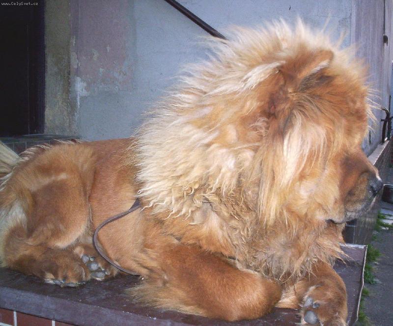 Foto: Sfinga-Ps� v�hled