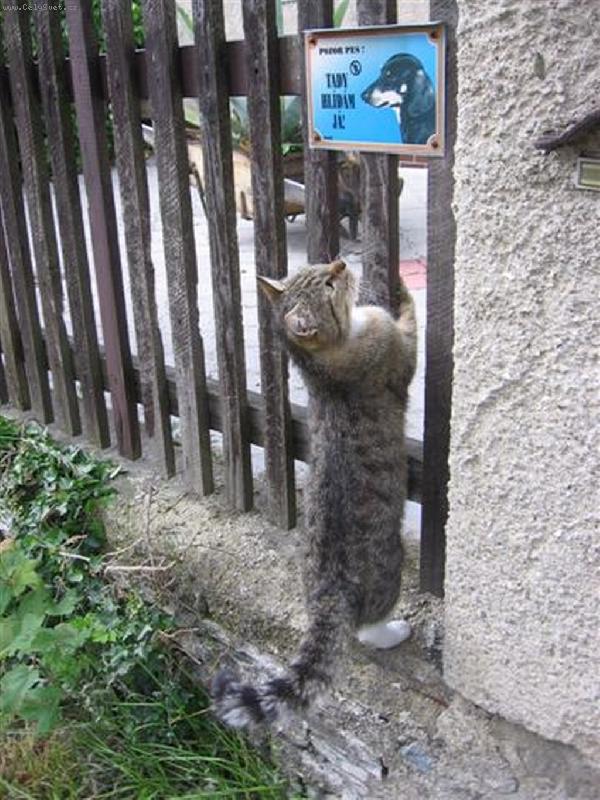 Foto: Kočička Pucička-,,Co to tady píší ?&quot;
