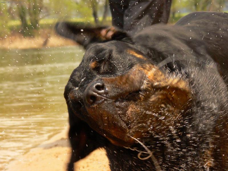 Foto: Oklep�va�ka