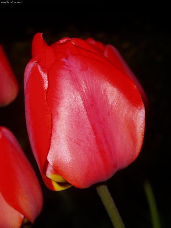 Foto: tulipán