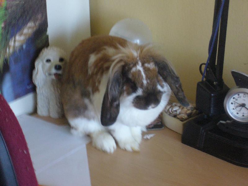 Foto: Kr�l��ek Tedd��ek-tak toto je n� mazl��ek cel� dom�cnosti